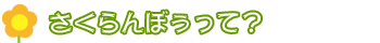 さくらんぼぅって?